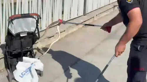 Şanlıurfa'da mesire alanında korku dolu anlar