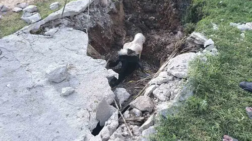 Akçakale'de foseptiğe düşen inek için seferberlik