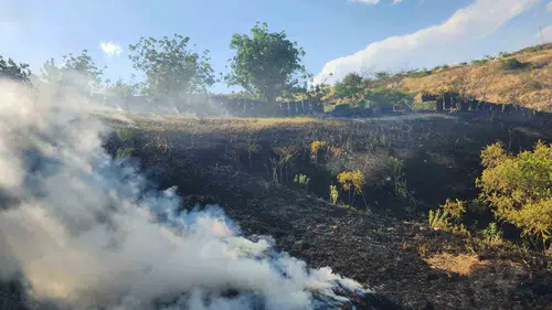 Siirt'te fıstık ve üzüm bağları küle döndü