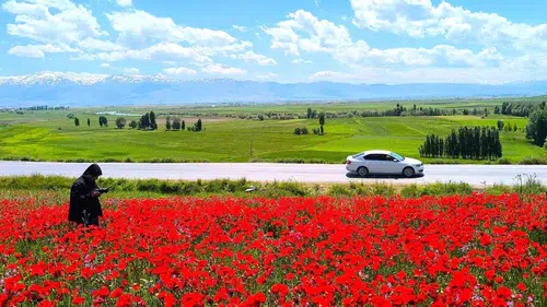 Muş Taşoluk köyünde baharın kırmızı renkli görsel şöleni