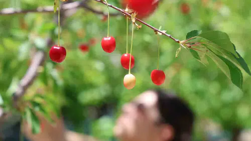 Elazığ bahçelerinde geçen yılın yaraları bereketle sarılıyor