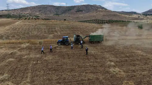 Batmanlı çiftçiler mercimek hasadını eğlenceye dönüştürdü