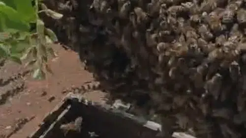 Elazığ’da bir kovan arı ağaca yerleşti