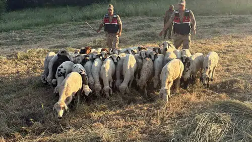 Tunceli’de kayıp sürüyü jandarma dron ile buldu