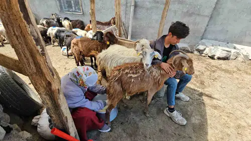 Bitlis Sütey Yaylası'nda yoğun yaz mesaisi başladı