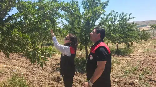 Ağın’da badem üreticisi için kritik tarım kontrolleri başladı