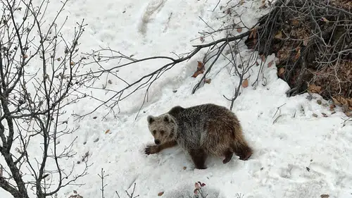Tunceli'de dronu fark eden ayının şaşkınlığı kameraya yansıdı