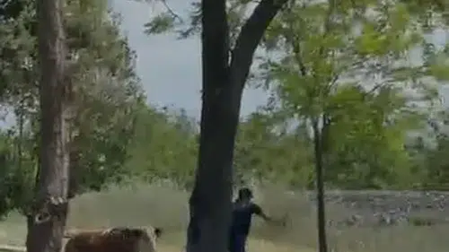Elazığ sokaklarında dana kovalamacası