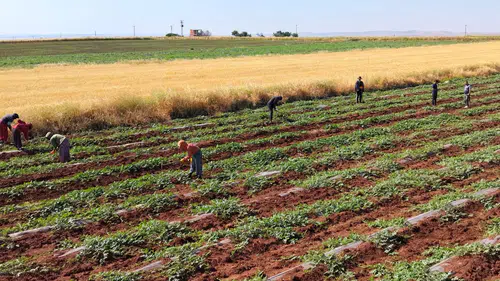 Diyarbakır karpuzu doludan yara aldı hasat gecikmeli başlıyor