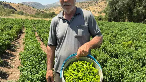 Çermik biberi tezgaha indi fiyatıyla şaşırttı