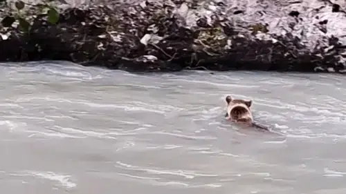 Munzur Nehri'nde zorlu geçiş anları kameraya yansıdı