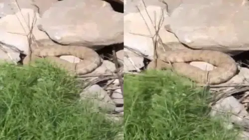 Hakkari dağlarında zehirli engerek paniği