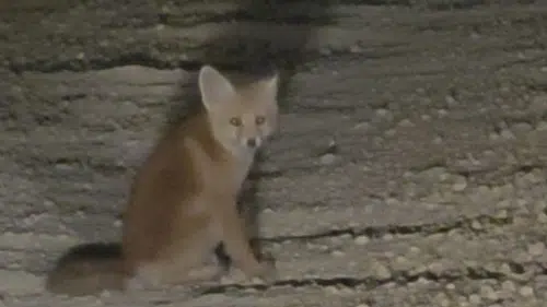 Tunceli yollarında şaşkın iki yavru tilki görüntülendi