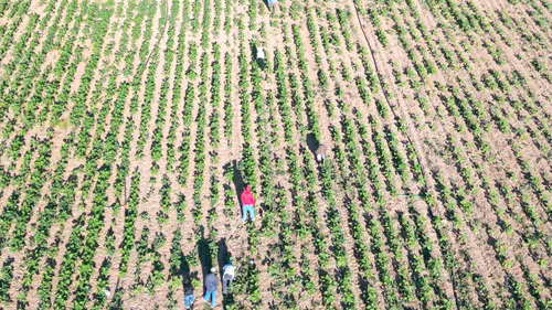 Şanlıurfa'dan yola çıkan mevsimlik işçilerin zorlu ekmek mücadelesi