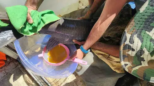 Elazığ sofralarının gözdesi şabut balığı artık çiftlikte yetişecek