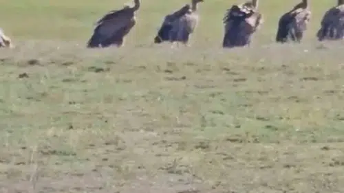 Van Özalp'te onlarca kızıl akbaba şaşkınlığı