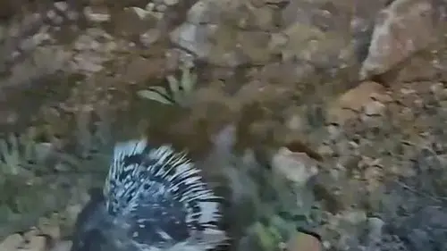 Elazığ yollarında nadir görülen oklu kirpi kameraya yansıdı