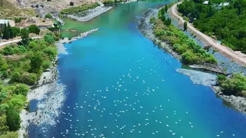 Palu Murat Nehri martıların gökyüzü şovuna sahne oldu