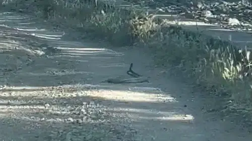 Bingöl yollarında nadir görülen yılan dansı kameralara yansıdı