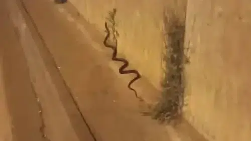 Diyarbakır sokaklarında iki metrelik yılan sürprizi