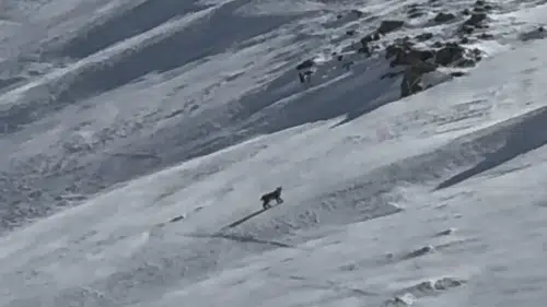 Bitlis’in karlı arazisinde nadir görülen orman hayaleti kameraya yansıdı