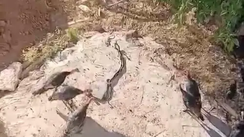 Diyarbakırda hindiler yılanları seyretti