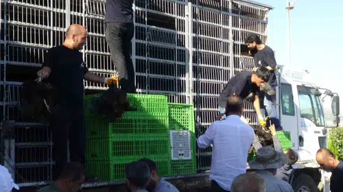 Gercüşlü çiftçiye devletten tavuk ve yem desteği