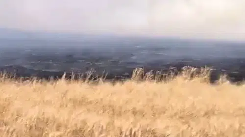 Kızıltepe'de 500 dönüm buğday alevlere teslim oldu