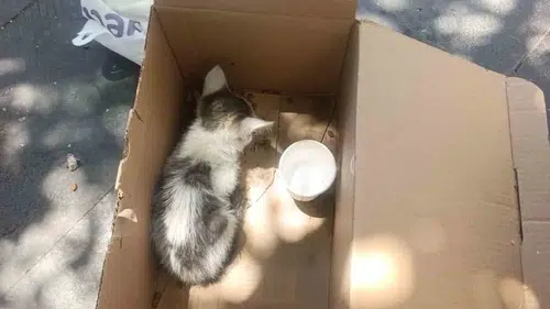 Siirt merkezde reklam panosuna sıkışan kedi AFAD operasyonuyla kurtuldu