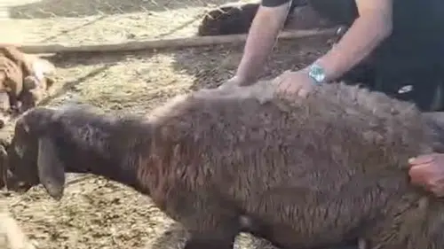 Karakoçan’da kurt baskını 16 koyun sürüden koptu