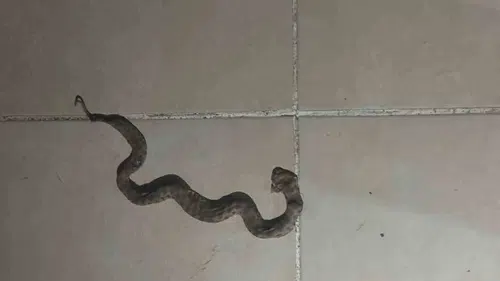 Siirt Kurtalan’da yılan alarmı