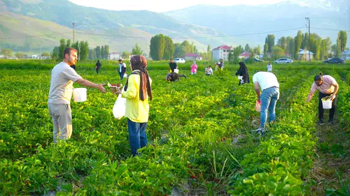 Muş’ta dalından çilek toplama dönemi başladı