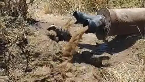 Bismil tarlalarında sulama borusundan çıkan misafirler