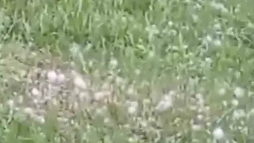 Van'da aniden bastıran dolu tarlaları vurdu