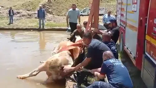 Muş’ta sulama havuzuna düşen inek için kurtarma operasyonu