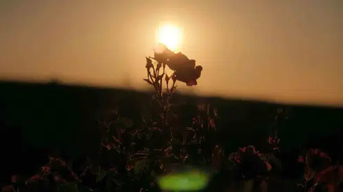 Mardin kırsalında gül hasadı kadınlara ekmek kapısı oldu