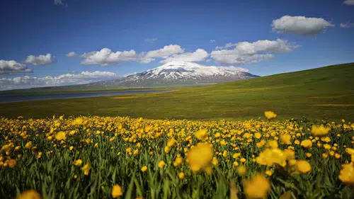 Süphan Dağı’nın gölgesinde sarı çiçeklerle görsel şölen