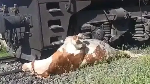 Elazığ’da tren kazasında yaralanan ineği kurtarmak için saniyelerle yarıştılar
