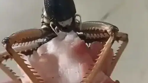 Elazığlı vatandaşın beslediği dev çekirge şaşırttı