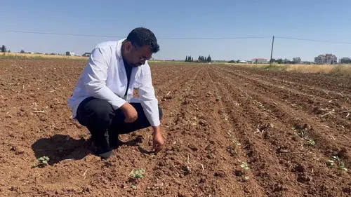 Şanlıurfa çiftçisinin pamuk tarlalarında büyük böcek alarmı