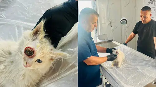 Hakkari’de yaralı kedi zorlu ameliyatla hayata tutundu