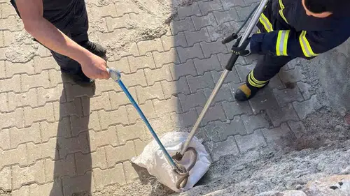 Siirt'te bahçeye giren 1,5 metrelik yılan paniğe neden oldu?