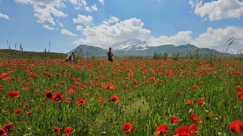 Süphan Dağı eteklerinde kırmızı ve beyazın görsel şöleni