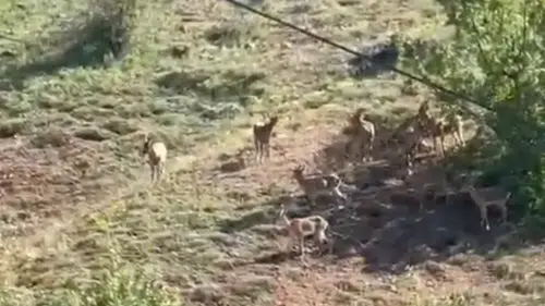 Elazığ’da yaban hayatının nadir görüntüleri kayıt altına alındı