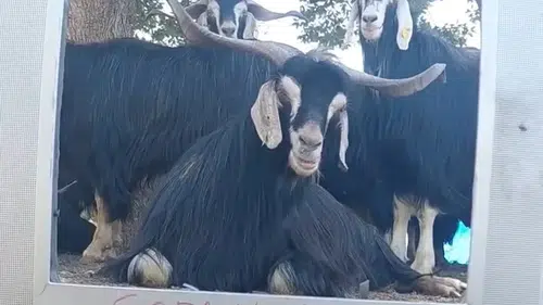 Elazığlı fenomen çobanın yeni partneri keçi oldu