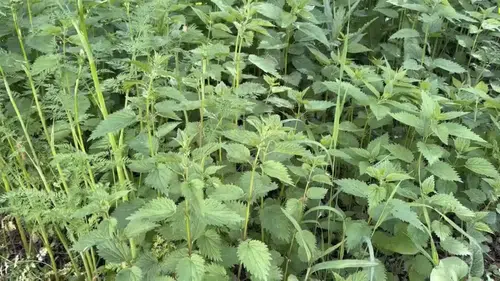 Ağrı'nın köylerinde ısırgan otu bereketi başladı