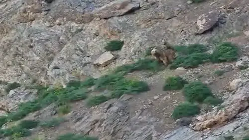 Hakkari’nin vahşi doğasında anne ayı ve yavrusu kamerada