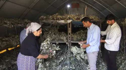Sason’da ipek böcekçiliği yüzlerce hanenin geçim kapısı oldu