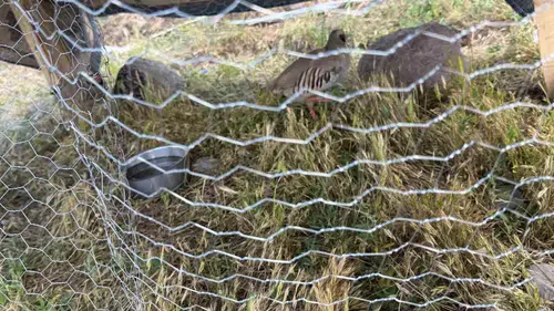 Muş’ta iki keklik besleyen çobana 67 bin lira fatura çıktı
