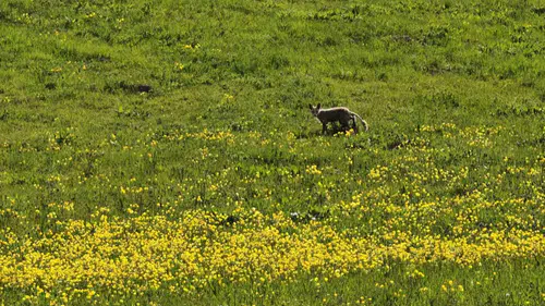 Ahlat yolunda bahar sürprizi